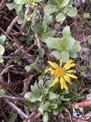 Grindelia stricta platyphylla
