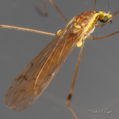 Gonomyia sulphurella