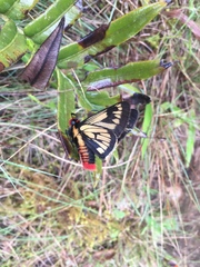 Metardaris cosinga