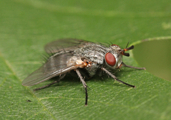 Triarthria setipennis