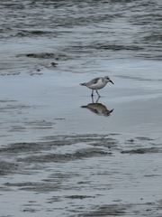 Calidris alba