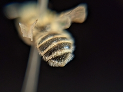 Verbenapis