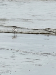 Calidris alba