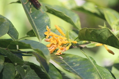 Cestrum aurantiacum
