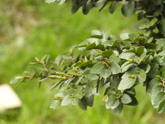 Syrphus octomaculatus