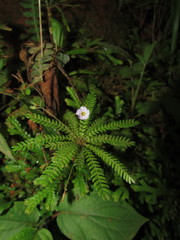 Biophytum dendroides