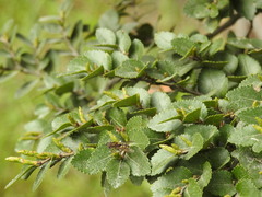 Syrphus octomaculatus