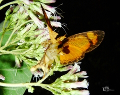 Epicadus rubripes