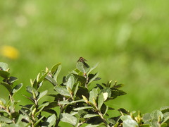 Syrphus octomaculatus