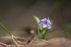 Viola rupestris