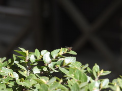 Syrphus octomaculatus