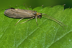 Sericostomatidae