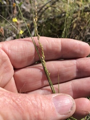 Melica imperfecta