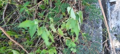 Lygodium japonicum