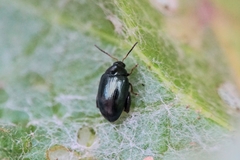 Psylliodes chalcomera