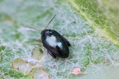 Psylliodes chalcomera