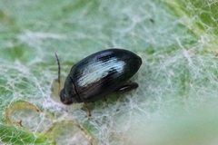 Psylliodes chalcomera