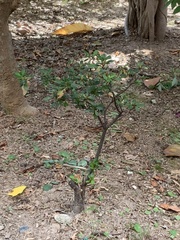Rhododendron × pulchrum