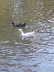 Anas platyrhynchos domesticus