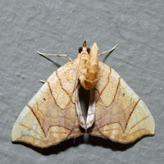 Eulithis diversilineata