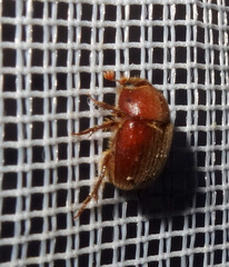 Ochodaeus chrysomeloides