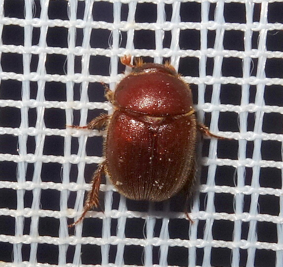 Ochodaeus chrysomeloides