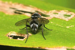 Microsoma exiguum