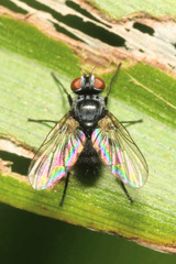 Microsoma exiguum