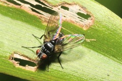 Microsoma exiguum
