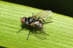 Microsoma exiguum