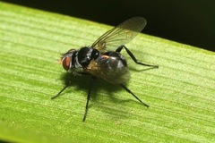 Microsoma exiguum