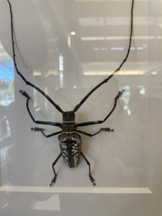 Batocera wallacei