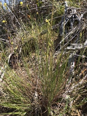 Melica imperfecta