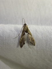 Lineodes elcodes