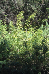 Cestrum aurantiacum