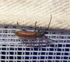 Anaesthetis testacea