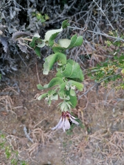 Odontophyllum