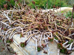 Phedimus spurius