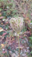 Daucus carota