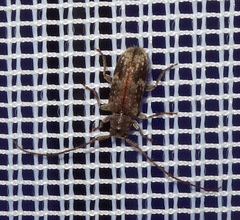 Exocentrus adspersus