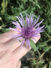 Centaurea