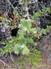 Odontophyllum