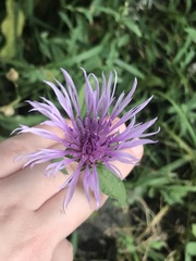 Centaurea