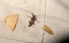 Acanthocinus griseus
