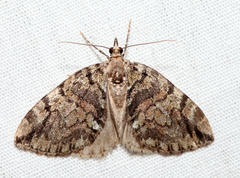 Hydriomena divisaria