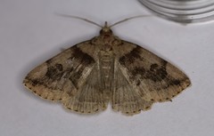 Zanclognatha laevigata