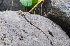 Emoia adspersa