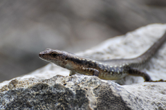 Emoia adspersa