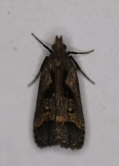 Dichomeris bilobella