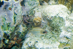 Neoniphon vexillarium